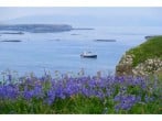 St Hilda, Treshnish Islands St Hilda, Treshnish Islands